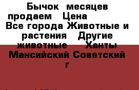 Бычок 6месяцев продаем › Цена ­ 20 000 - Все города Животные и растения » Другие животные   . Ханты-Мансийский,Советский г.